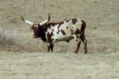 TEXAS-BANDERA LONGHORN.JPG